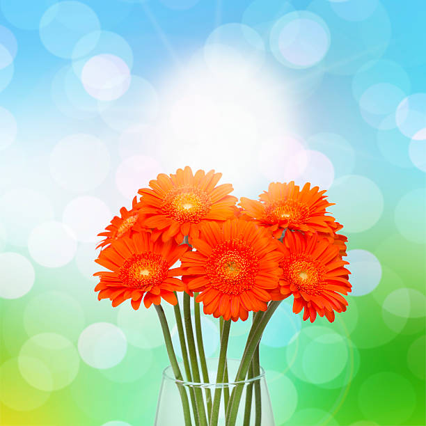 Orange gerbera flower in vase on spring background stock photo