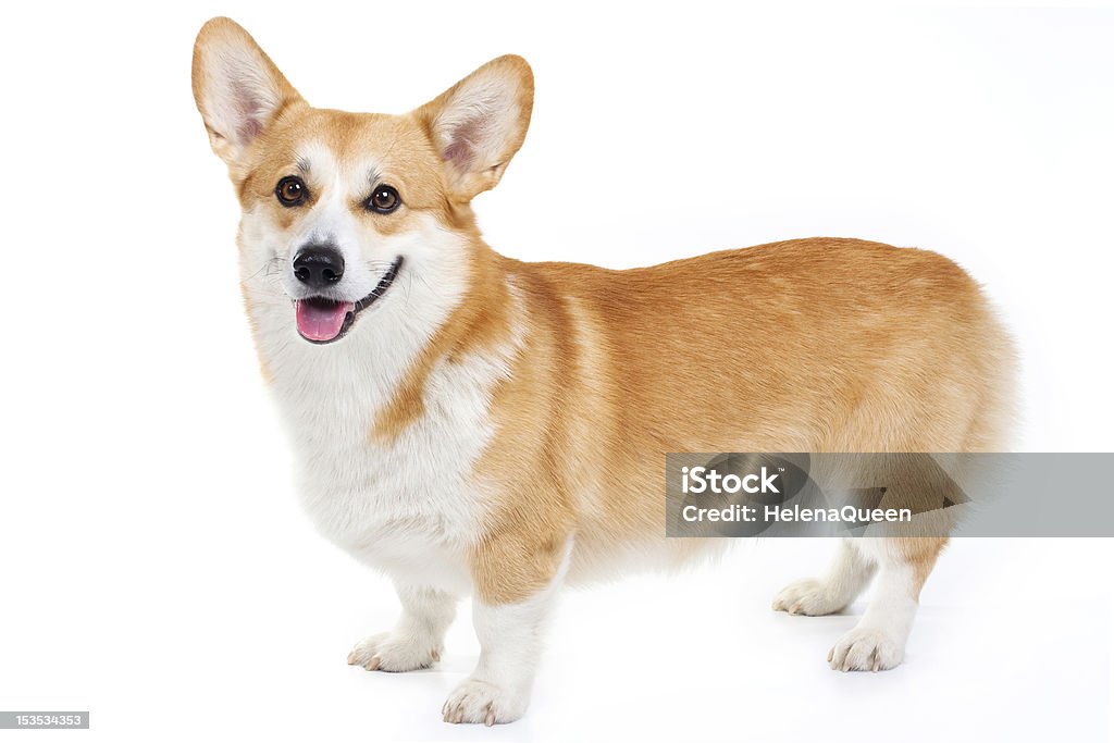 corgi galés pembroke pie en un estudio - Foto de stock de Corgi Galés Pembroke libre de derechos