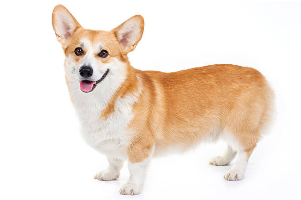 istock Welsh corgi pembroke standing in a studio 153534353