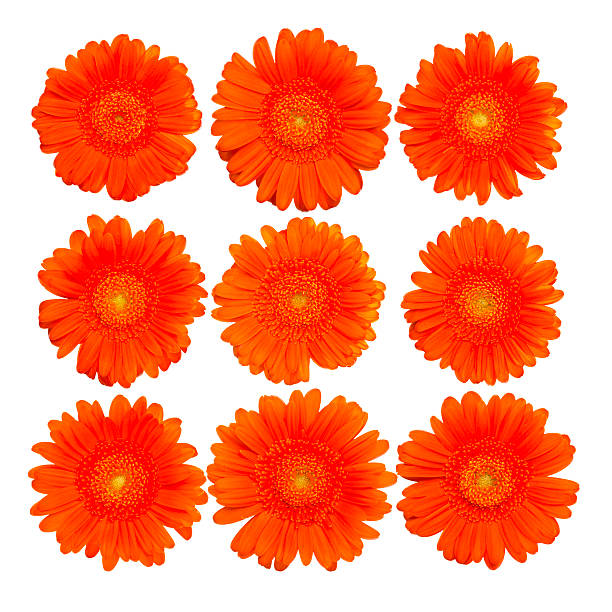 Collection of isolated orange gerberas blossom - close-up stock photo