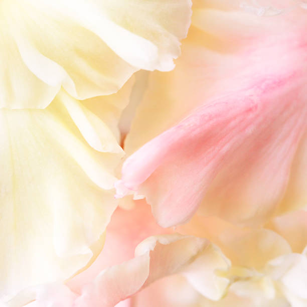 istock Gladiolus petals silk-like 153534436
