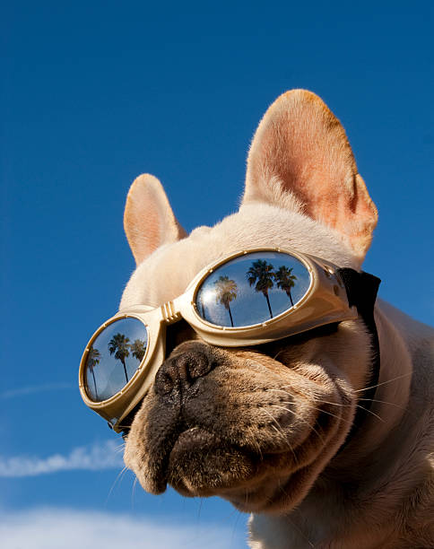 Hollywood Dog French bulldog wearing goggles with palm trees reflected in the lenses. hollywood california stock pictures, royalty-free photos & images