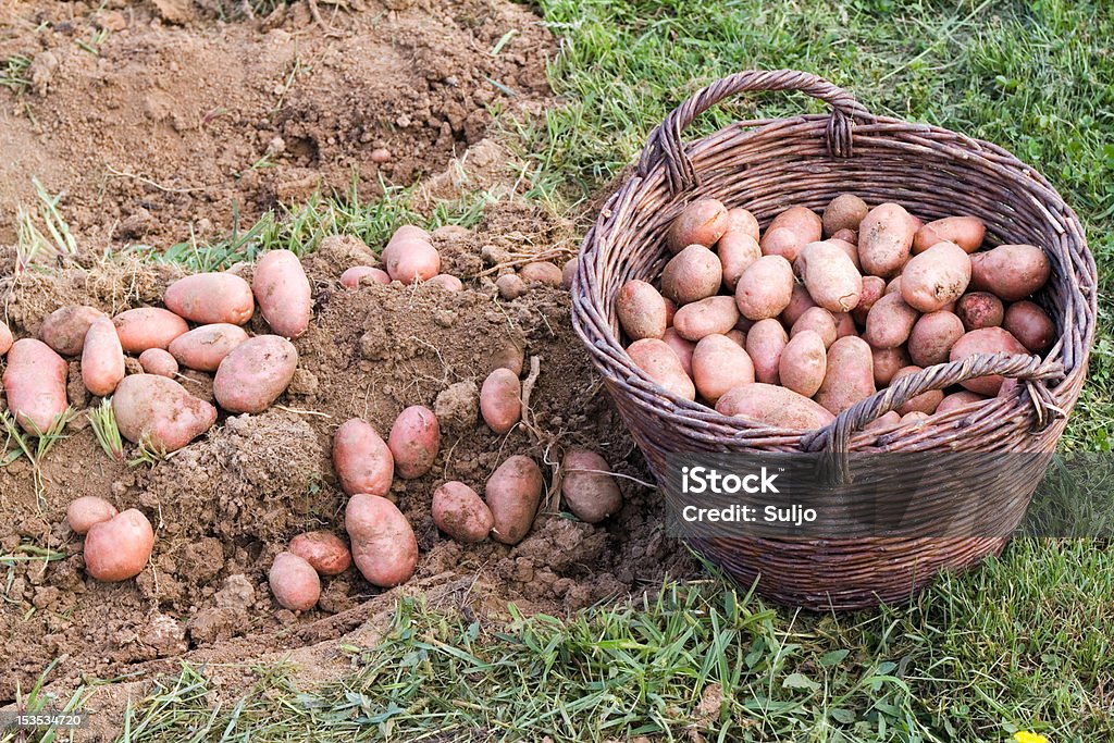 Fresh potato Excavated potato from the soil Agriculture Stock Photo