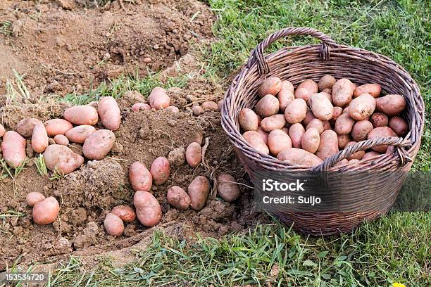 Fresh Potato Stock Photo - Download Image Now - Agriculture, Basket, Brown