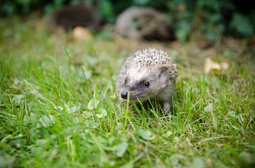 young hedgehog with to other in the background is searching for food