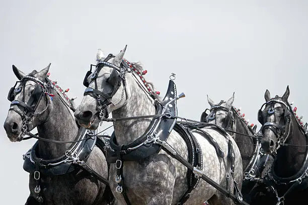 Photo of Team of Horses