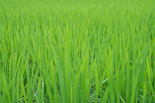 Tottori, Japan - July 11, 2023: Paddy field or rice field in summer in Japan