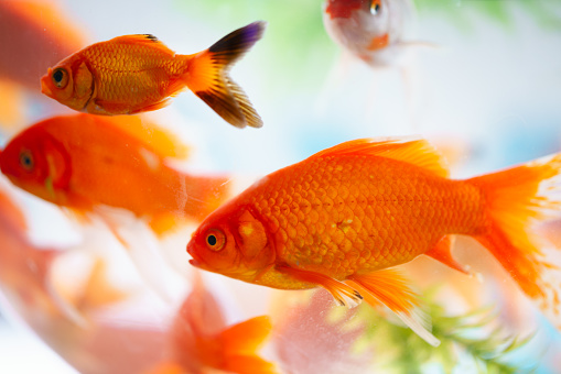 orange goldfish isolated on white background