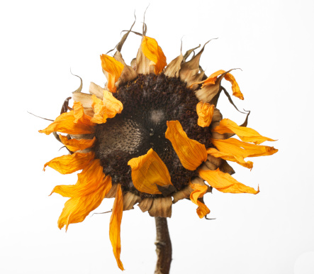 Dried sunflower