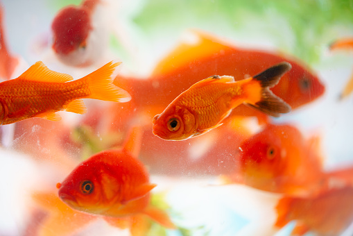 goldfish aquarium