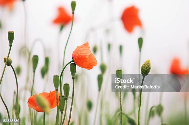 Foto de Campo De Papoula e mais fotos de stock de Beleza - Beleza, Beleza natural - Natureza, Dia