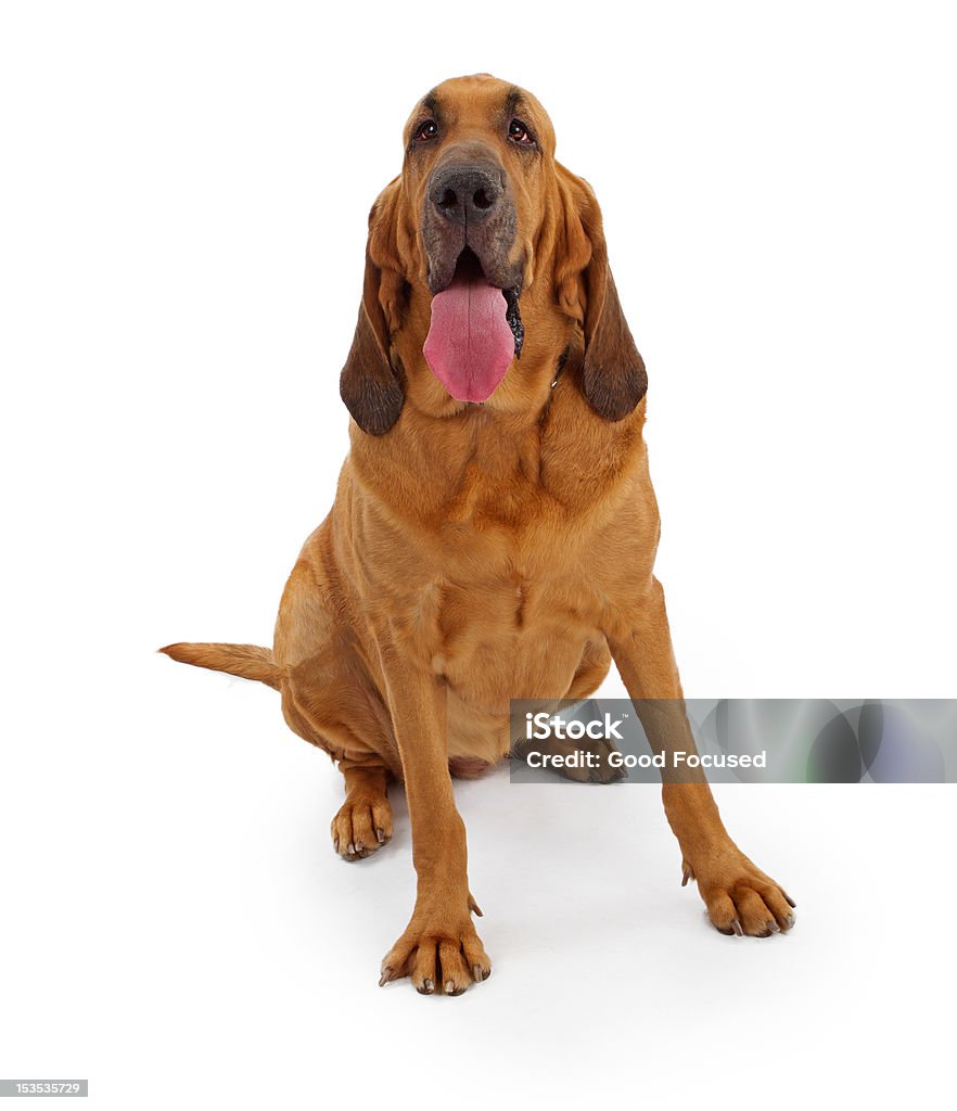 Bloodhound Dog with clipping path A large Bloodhound dog isolate on white containing a clipping path for easy extraction Bloodhound Stock Photo
