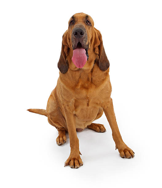 Bloodhound Dog with clipping path A large Bloodhound dog isolate on white containing a clipping path for easy extraction bloodhound stock pictures, royalty-free photos & images