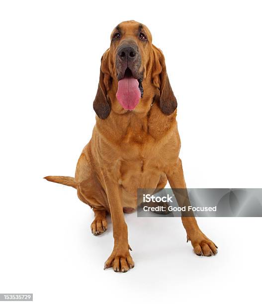 Bloodhound Dog With Clipping Path Stock Photo - Download Image Now - Bloodhound, Cut Out, Sitting