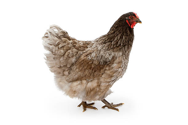 istock Blue Wyandotte Hen Isolated on White 153535735