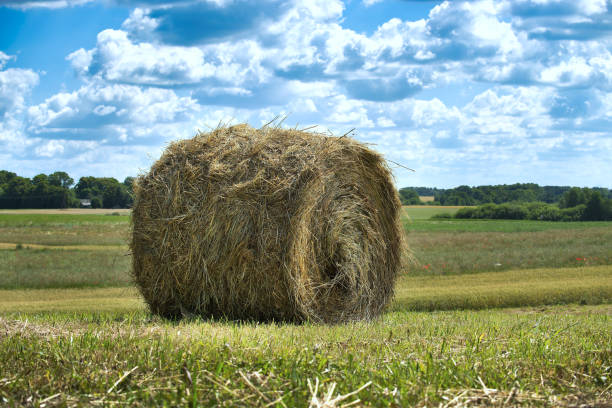 Roll of hay ready to be harvested and used as fodder stock photo