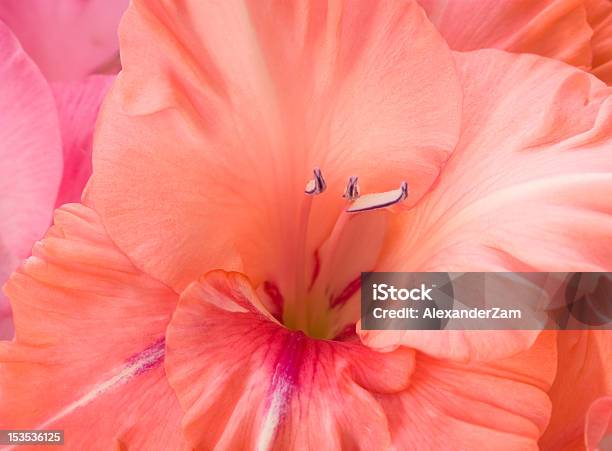 Gladiolus Stock Photo - Download Image Now - Blossom, Botany, Close-up