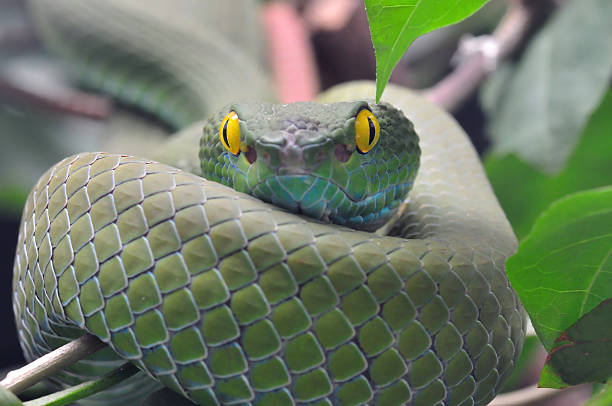 istock Viper Danger Green Snake Close-up 153536294