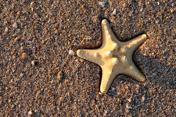 estrela-do-mar na areia amarela - shell sea souvenir island imagens e fotografias de stock