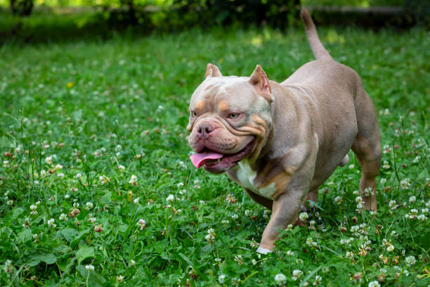 istock An American Bully dog plays in a green meadow.. 1535365384
