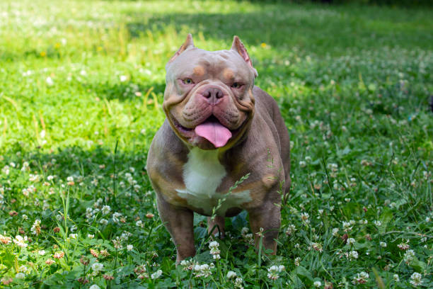 istock An American Bully dog plays in a green meadow.. 1535365405