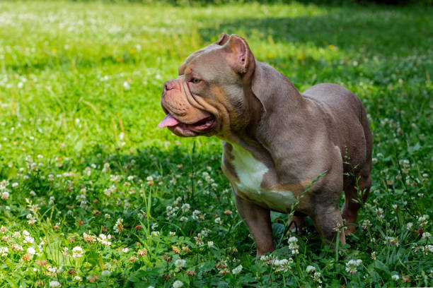 istock An American Bully dog plays in a green meadow.. 1535365409