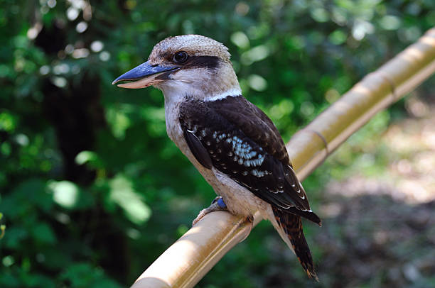 istock Portrait of a Kokaburra (Dacelo) 153536542