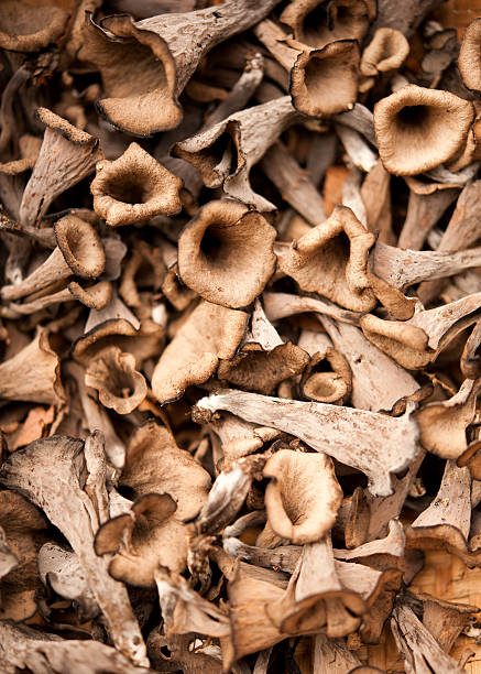 istock black trumpet mushrooms 153536584