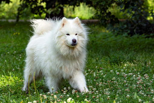 The Samoyed  is a breed of medium-sized herding dogs with thick, white, double-layer coats. They are a spitz-type dog which takes its name from the Samoyedic peoples of Siberia