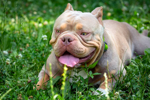 istock An American Bully dog plays in a green meadow.. 1535365929