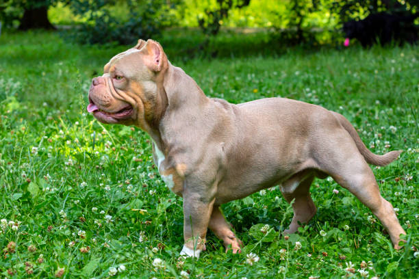 istock An American Bully dog plays in a green meadow.. 1535365930