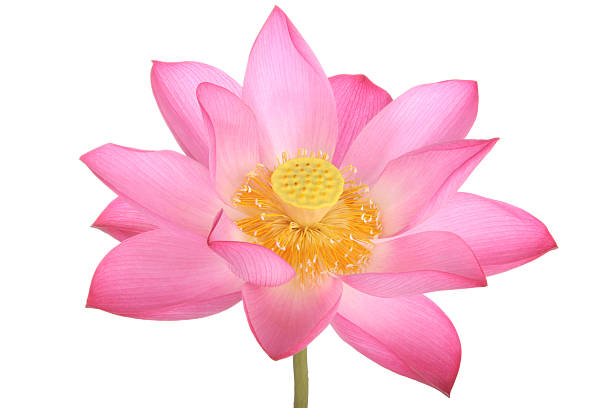 istock Pink lotus flower on white background 153537010
