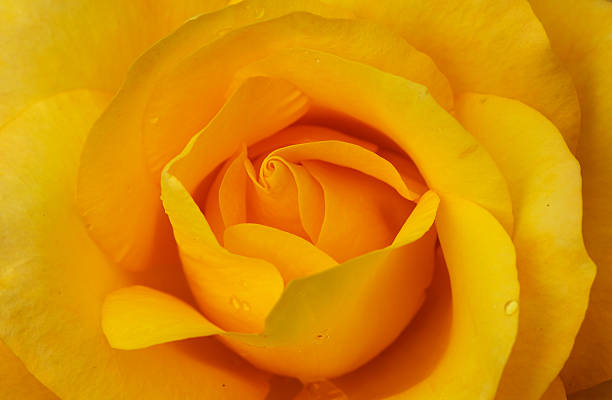 istock Macro yellow orange Rose 153537022
