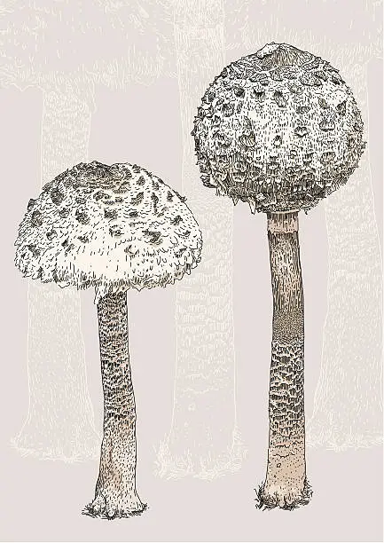 Vector illustration of fungi