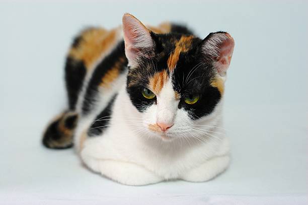 istock Japanese tortoiseshell and white cat 153537201
