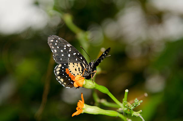 Butterfly  "Longwing" stock photo