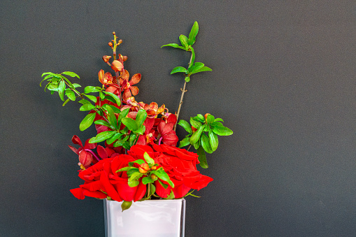 Miniature rose plant in flowerpot on wooden background