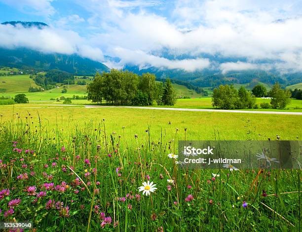 Alps Meadow Summer View Stock Photo - Download Image Now - Agricultural Field, Austria, Beauty In Nature