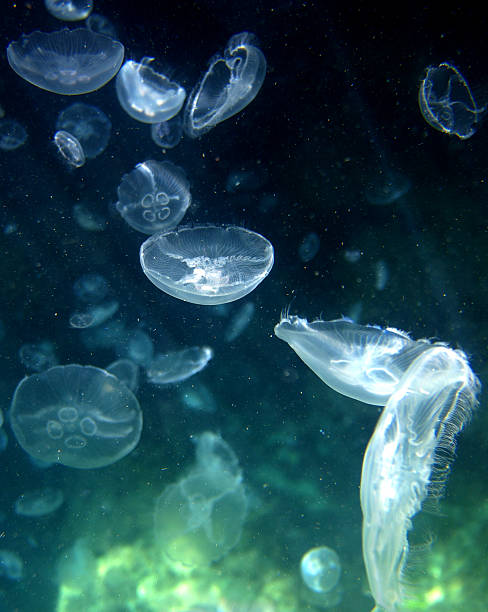 istock Jellyfish on the high seas 153539046
