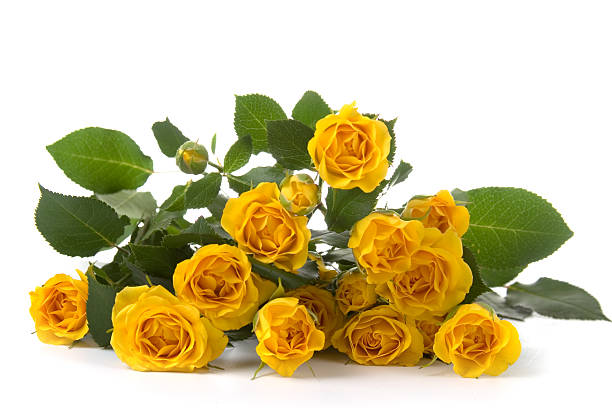 istock Beautiful yellow roses 153539277