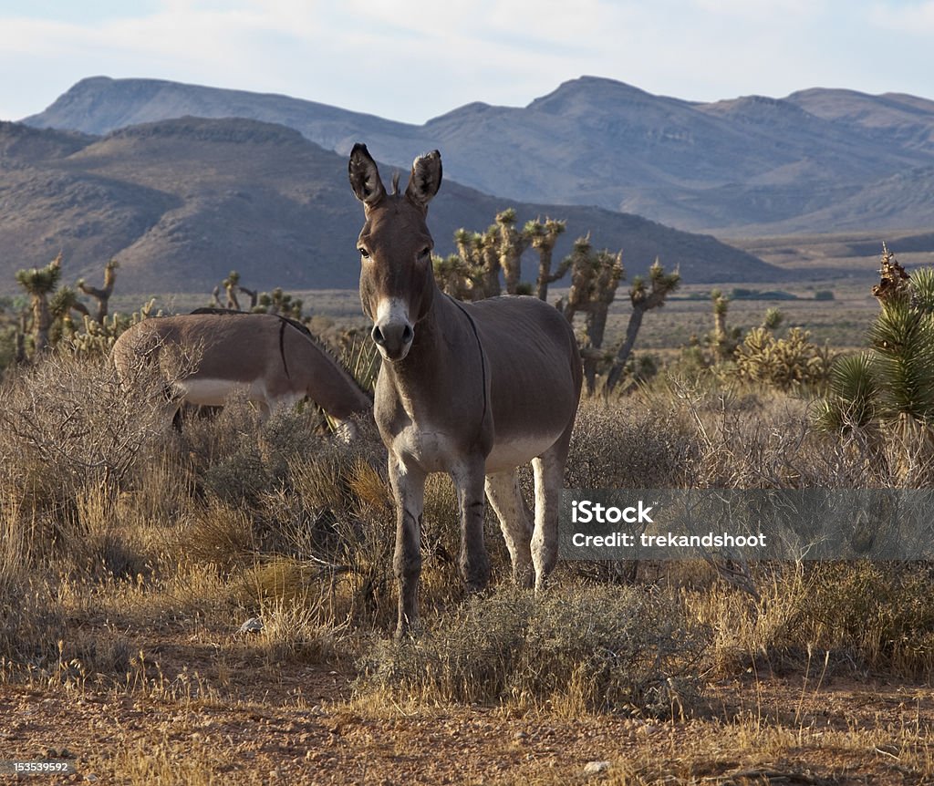 Wild Nevada Burros - Foto de stock de Aire libre libre de derechos