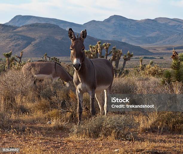 Wild Nevada Burros Foto de stock y más banco de imágenes de Aire libre - Aire libre, Animal, Animales salvajes