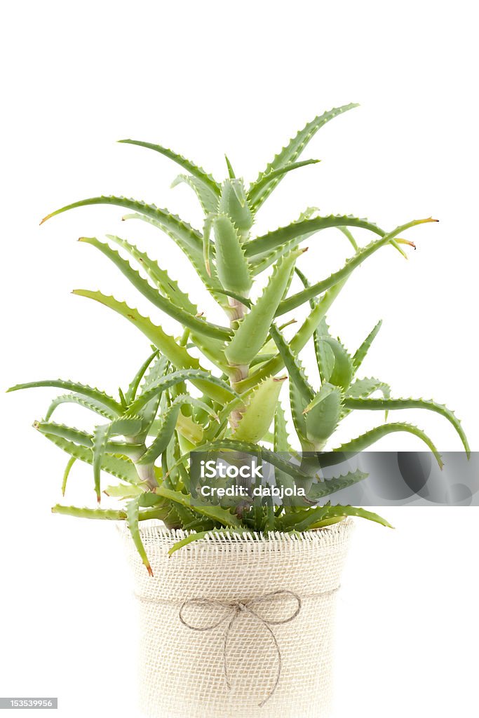 Aloe vera green plant of  aloe in flower-pot on white Aloe Stock Photo