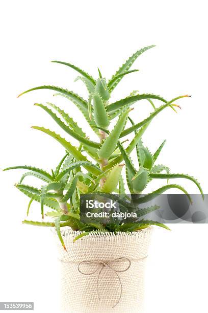 Aloe Vera Stock Photo - Download Image Now - Aloe, Aloe Vera Plant, Alternative Medicine