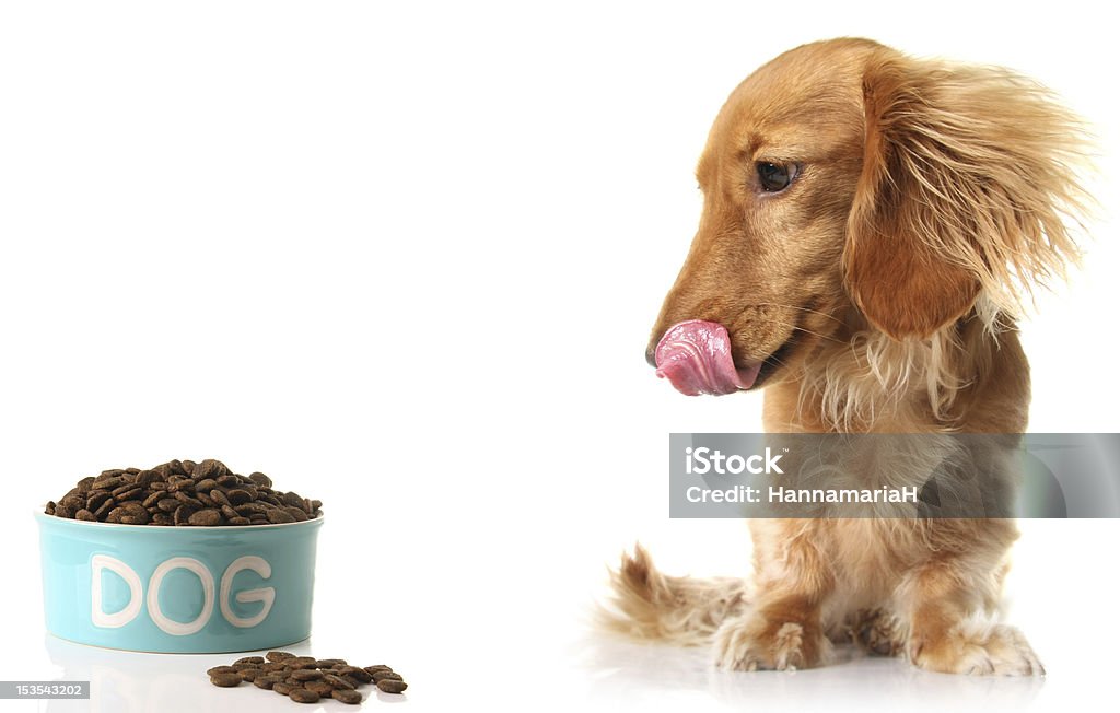 Hungry dog and food Hungry dog with dog food. Dog Stock Photo