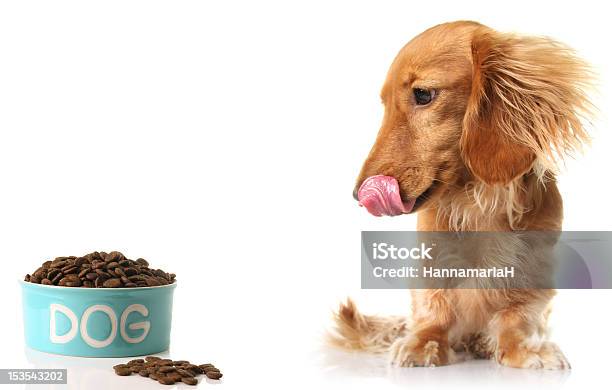 Hungry Dog And Food Stock Photo - Download Image Now - Dog, White Background, Meal