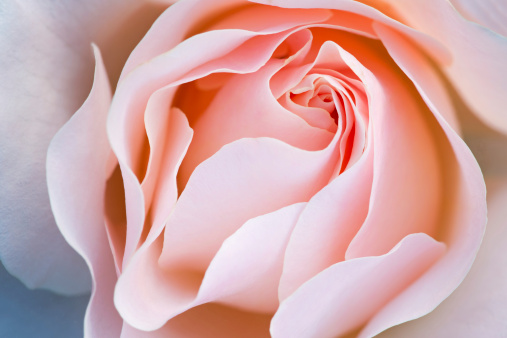 Close-up of a pink rose revealing its patterns, textures, and details