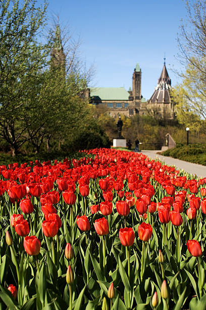 istock Ottawa Tulip Festival 153545977