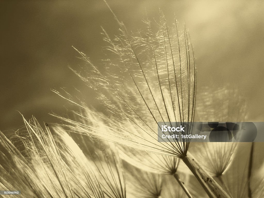 dandelion seeds, sepia, macro dandelion seeds (51), sepia, macro Beige Stock Photo