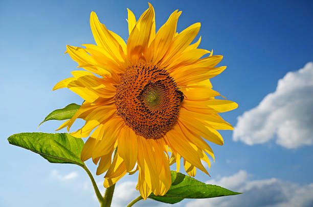 istock sunflower against blue sky 153547527